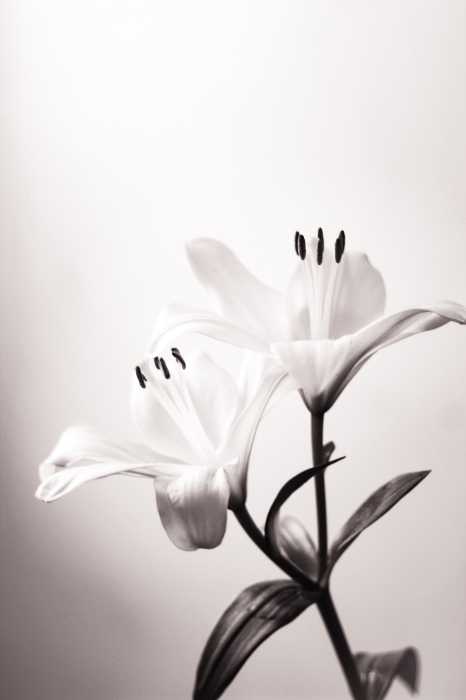 colorize photos